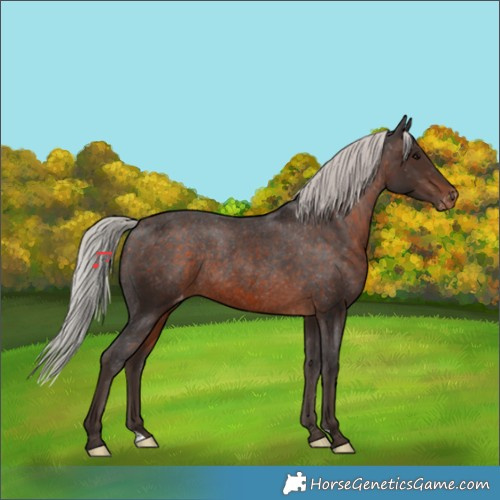Horse Color:Silver Brown Appaloosa Rabicano 