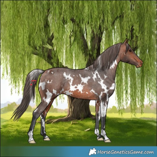Horse Color:White Spotted Bay Varnish Rabicano 