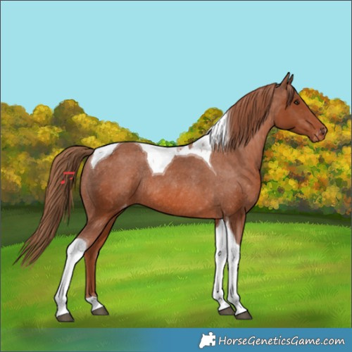 Horse Color:Chestnut Tobiano Appaloosa Rabicano 
