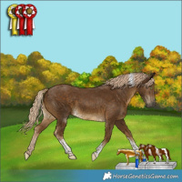 Horse Color:Chocolate Palomino Tobiano