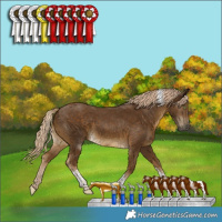 Horse Color:Chocolate Palomino Tobiano 