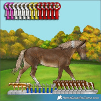 Horse Color:Chocolate Palomino Tobiano