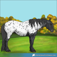 Horse Color:Black Near Leopard