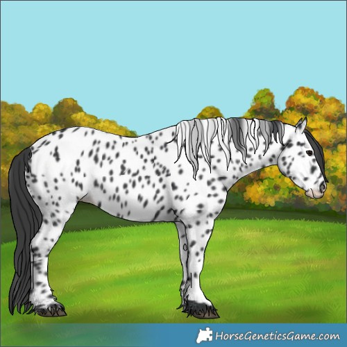 Horse Color:Black Near Leopard