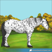 Horse Color:Black Appaloosa