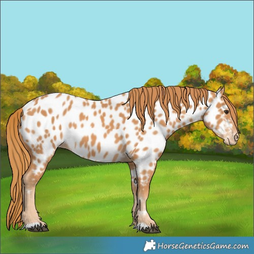 Horse Color:Chestnut Near Leopard 