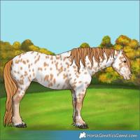 Horse Color:Chestnut Near Leopard