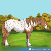 Horse Color:Chestnut Near Leopard