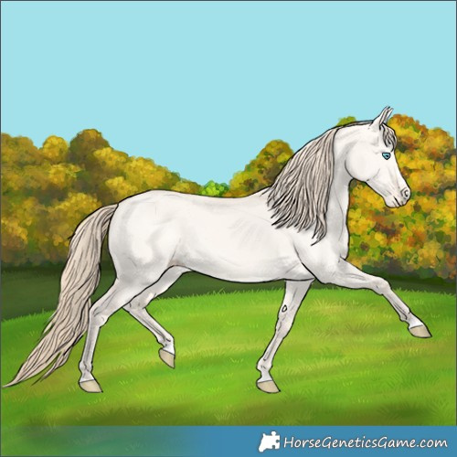 Horse Color:Perlino Dun