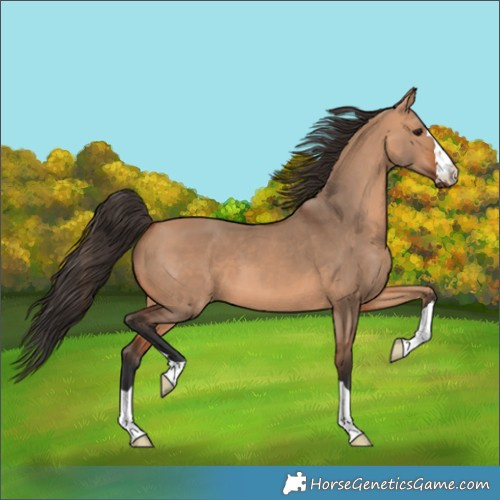 Horse Color:Bay Dun 