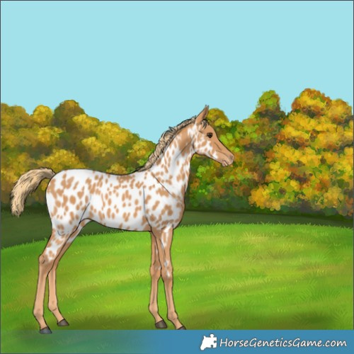 Horse Color:Chestnut Near Leopard 