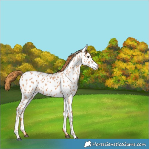 Horse Color:Chestnut Near Leopard 