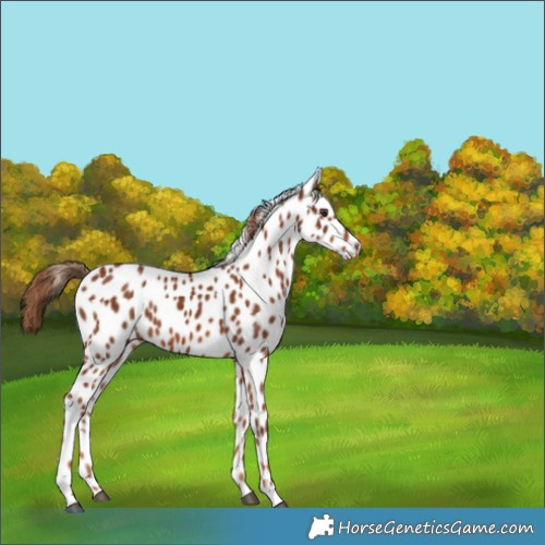 Horse Color:Chestnut Leopard 