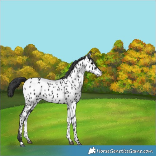 Horse Color:Black Near Leopard 