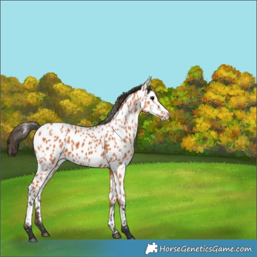 Horse Color:Bay Appaloosa 
