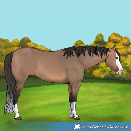 Horse Color:Bay Dun Splash 