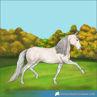 Horse Color:Silver Classic Champagne Roan Dun Splash Frame 