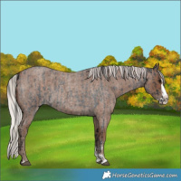 Horse Color:Blue Roan Sabino Splash  and Silver Blue Roan Sabino Splash 