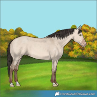 Horse Color:Unknown 