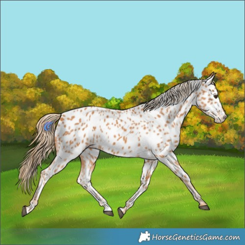 Horse Color:Chestnut Appaloosa