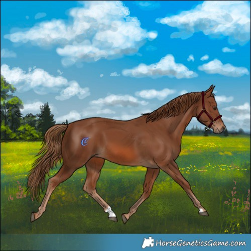 Horse Color:Chestnut 