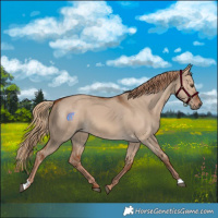 Horse Color:Red Dun 