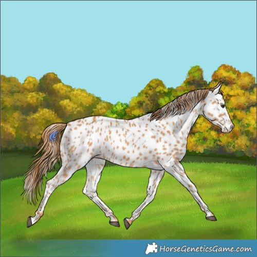 Horse Color:Chestnut Near Leopard 