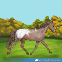 Horse Color:Chestnut Appaloosa 