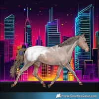 Horse Color:Chestnut Appaloosa