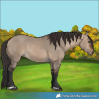 Horse Color:Unknown