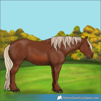 Horse Color:Chestnut 