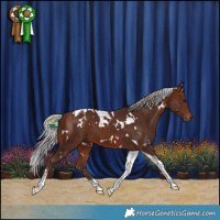 Horse Color:White Spotted Silver Bay Tobiano 