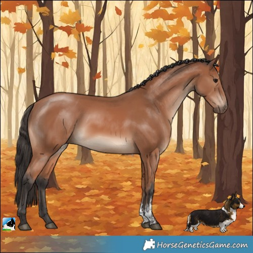 Horse Color:Bay Mushroom Sabino
