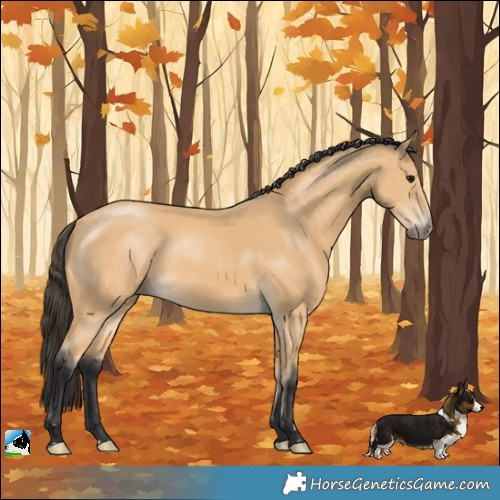 Horse Color:Buckskin 