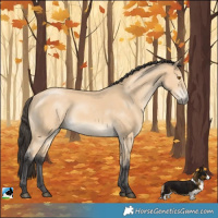 Horse Color:Buckskin Mushroom Rabicano