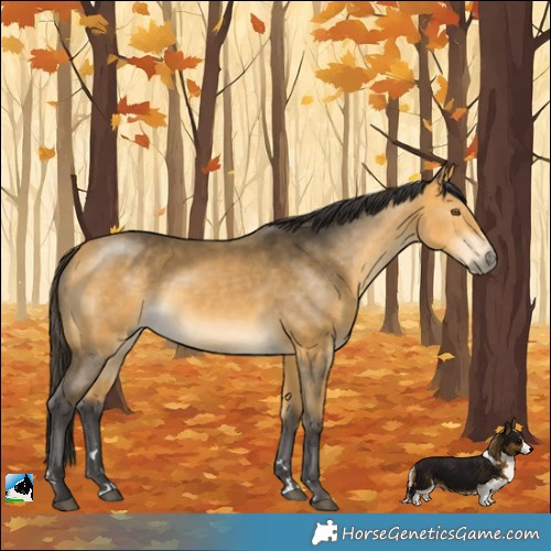 Horse Color:Buckskin Mushroom Rabicano 