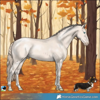 Horse Color:Perlino Mushroom Rabicano 