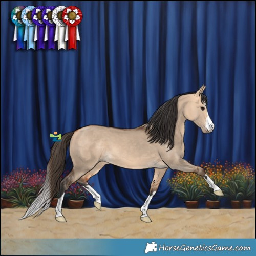 Horse Color:Bay Dun 