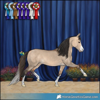 Horse Color:Bay Dun 