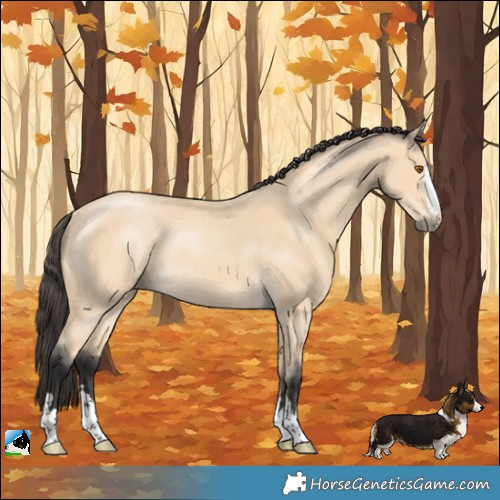 Horse Color:Buckskin Mushroom Rabicano