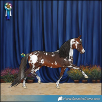 Horse Color:White Spotted Bay 