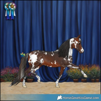 Horse Color:White Spotted Bay