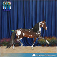 Horse Color:White Spotted Bay