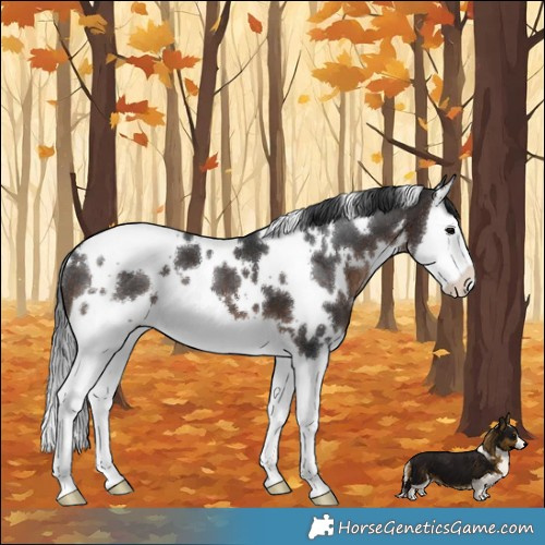 Horse Color:White Spotted Brown Splash 