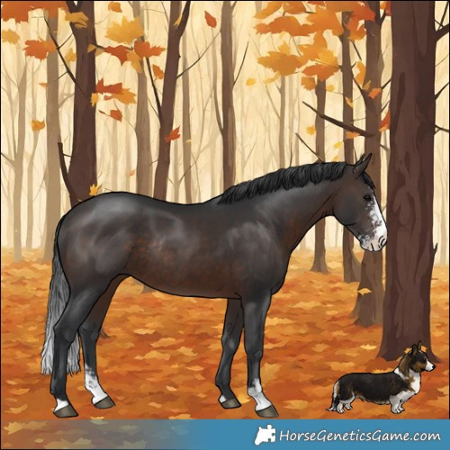 Horse Color:Brown Sabino Rabicano 