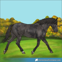 Horse Color:Smoky Black  and Smoky Black 