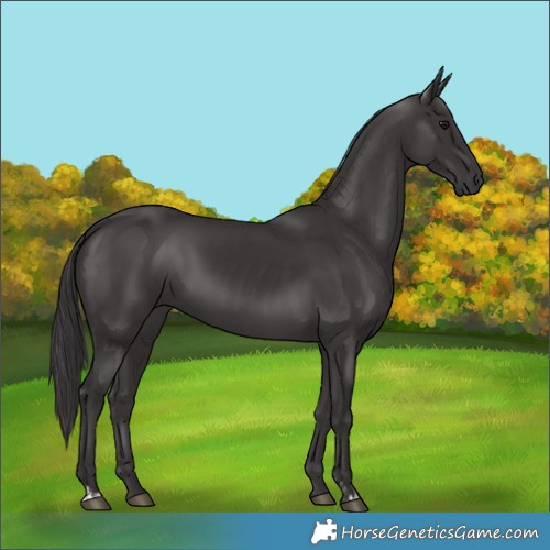 Horse Color:Smoky Black and Smoky Black