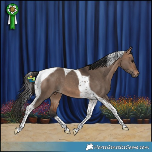 Horse Color:Bay Dun Tobiano 