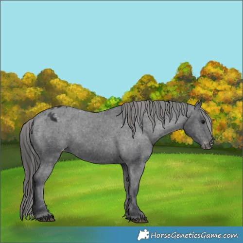 Horse Color:Black Appaloosa Rabicano