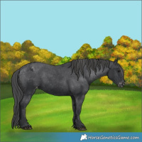 Horse Color:Black Appaloosa Rabicano 